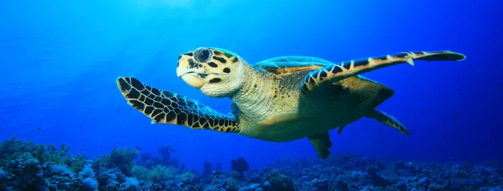 Sea turtles