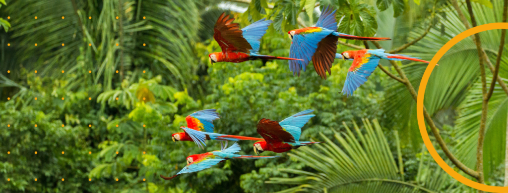 A flock of birds in the Amazon rainforest